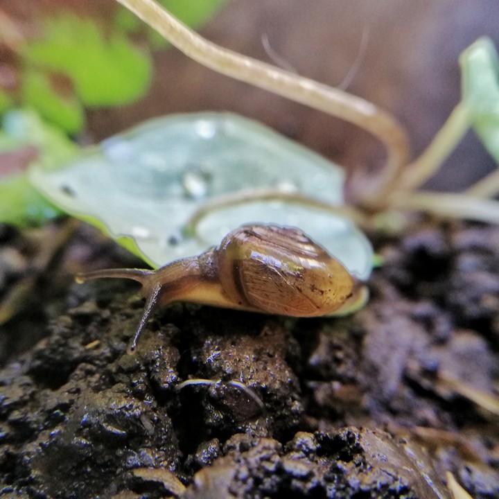 Snail