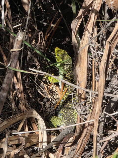 sfondi Chameleons, lacertids