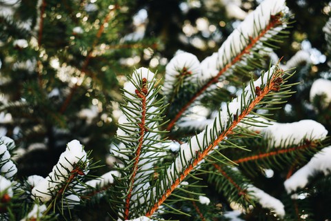 First snow