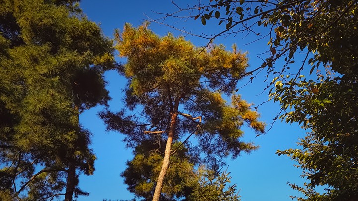 tree