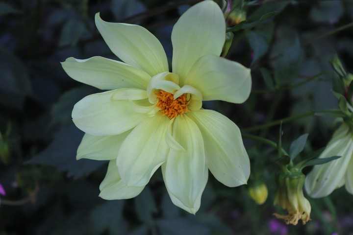 yellow flower showering her beauty to its best