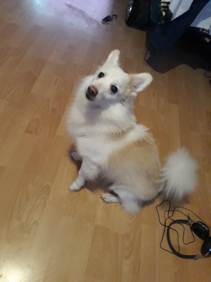 dog