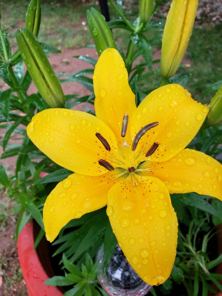 Amarilla Flor