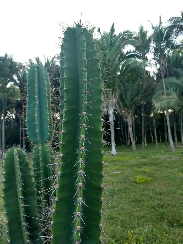cactáceas