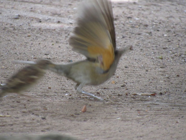 Flight Bird