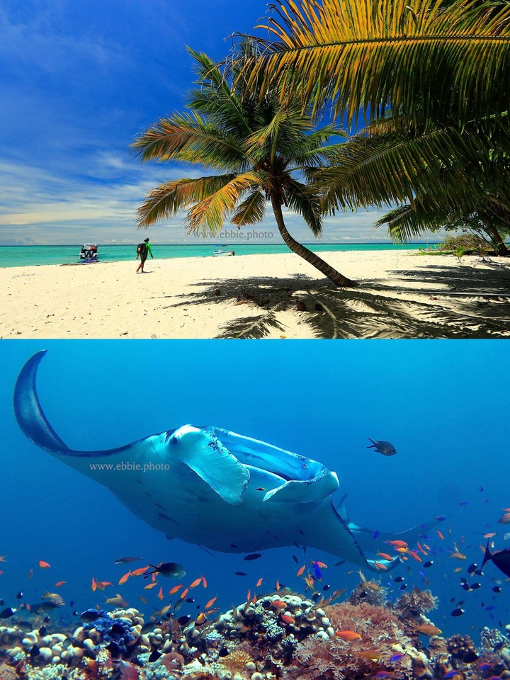 manta sangalaki ailand.