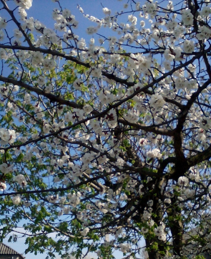 Ukrainian spring