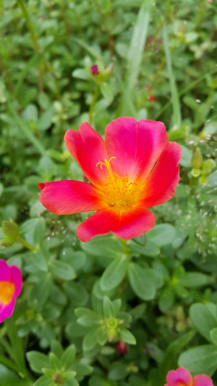 Portulaca oleracea