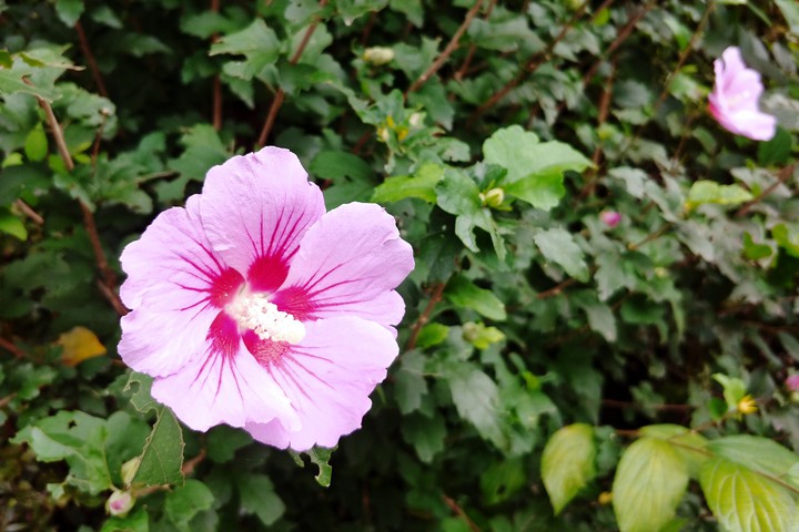 flower