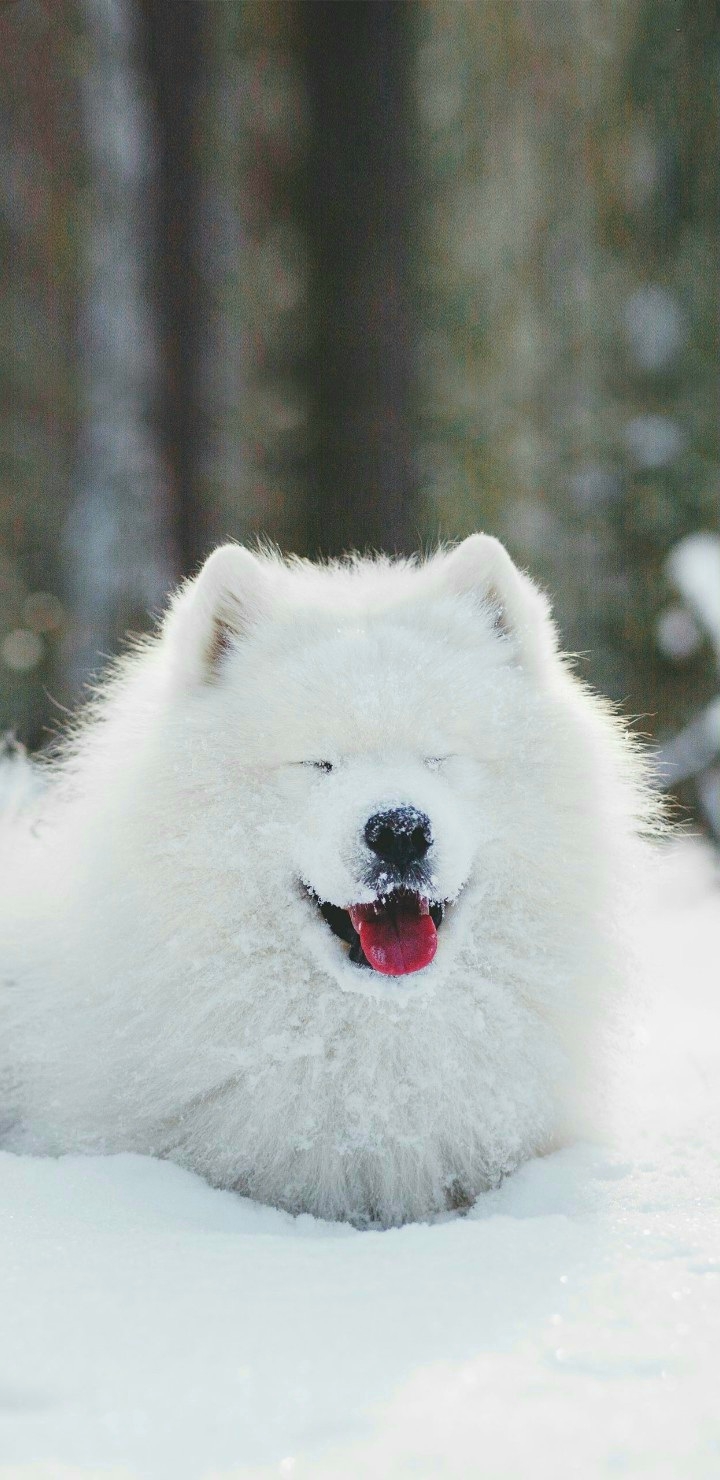 Dogs
