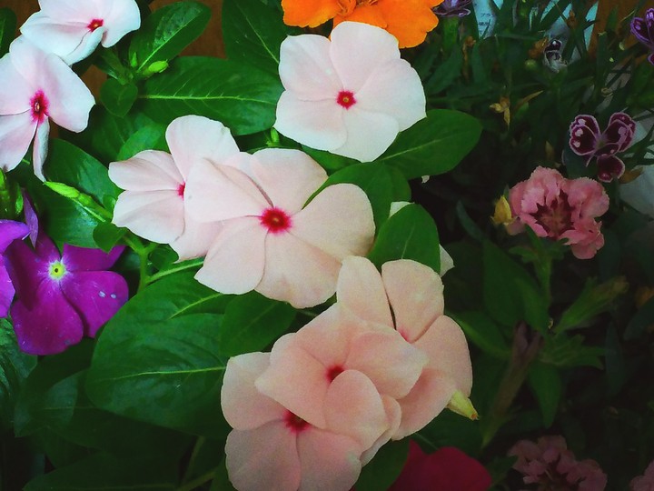 花