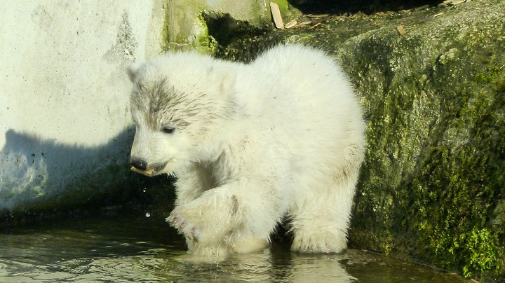 Tierpark Hellabrunn 2014