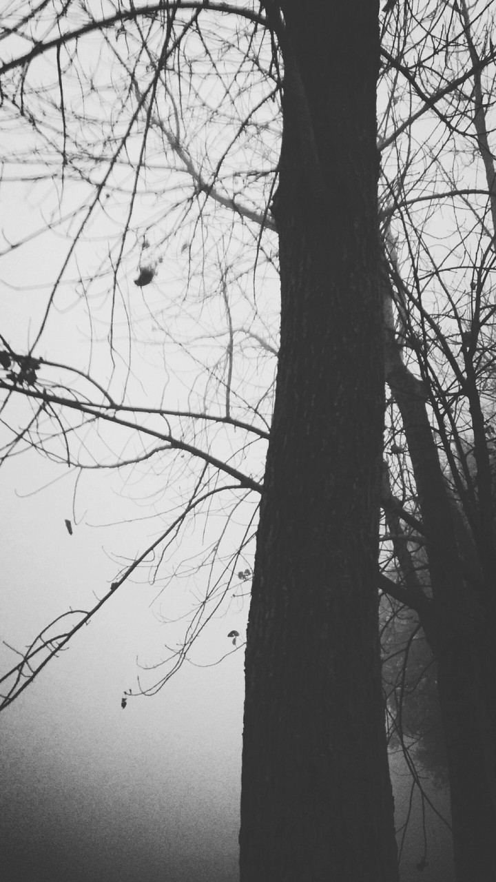 #trees#blackandwhite#monochrome
