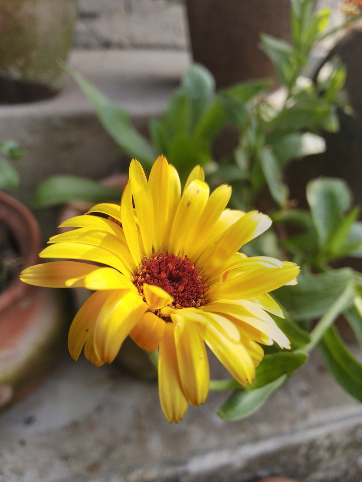 calendula