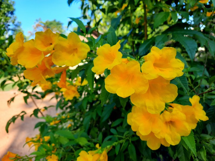 flower