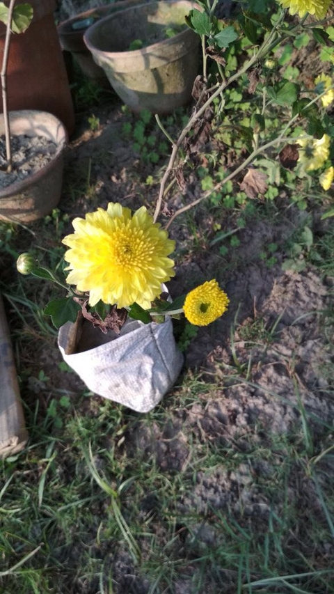 sfondi flora, floristry