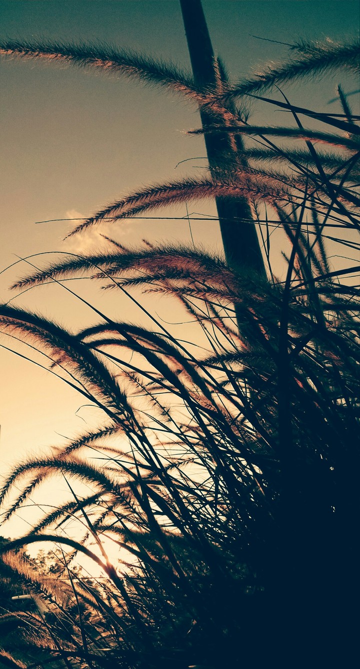 Beautiful plants swaying in the wind