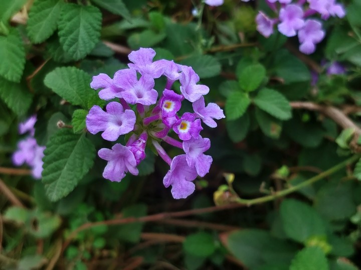 Violet Flower