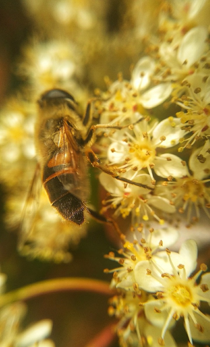Bee collecting honey by flowers .