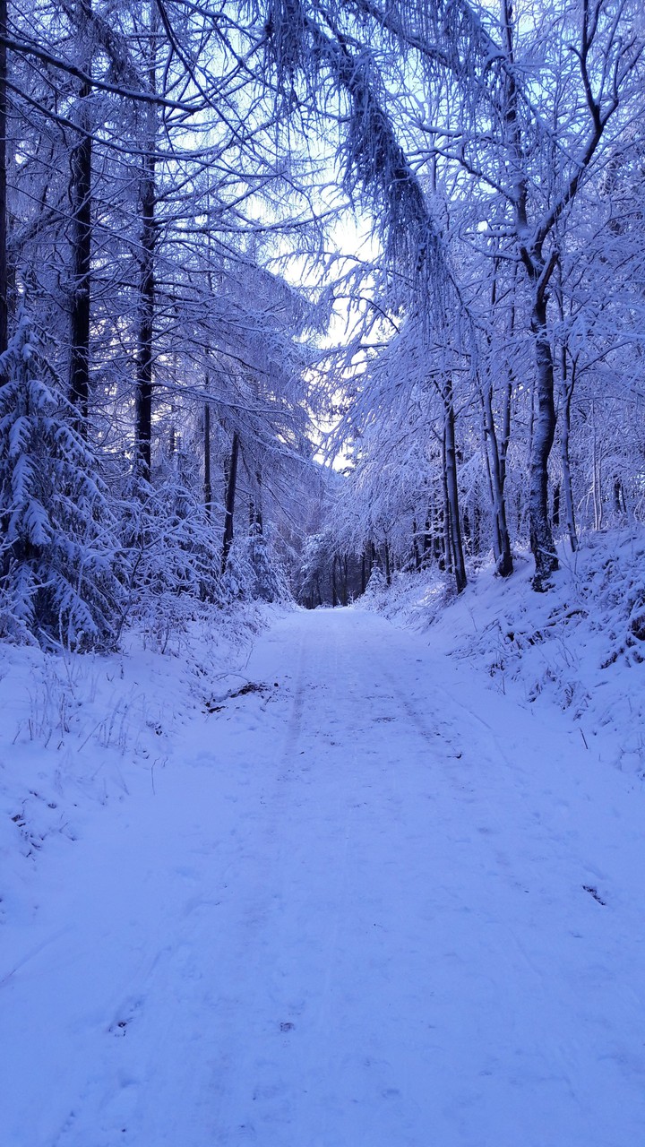 Winterwald