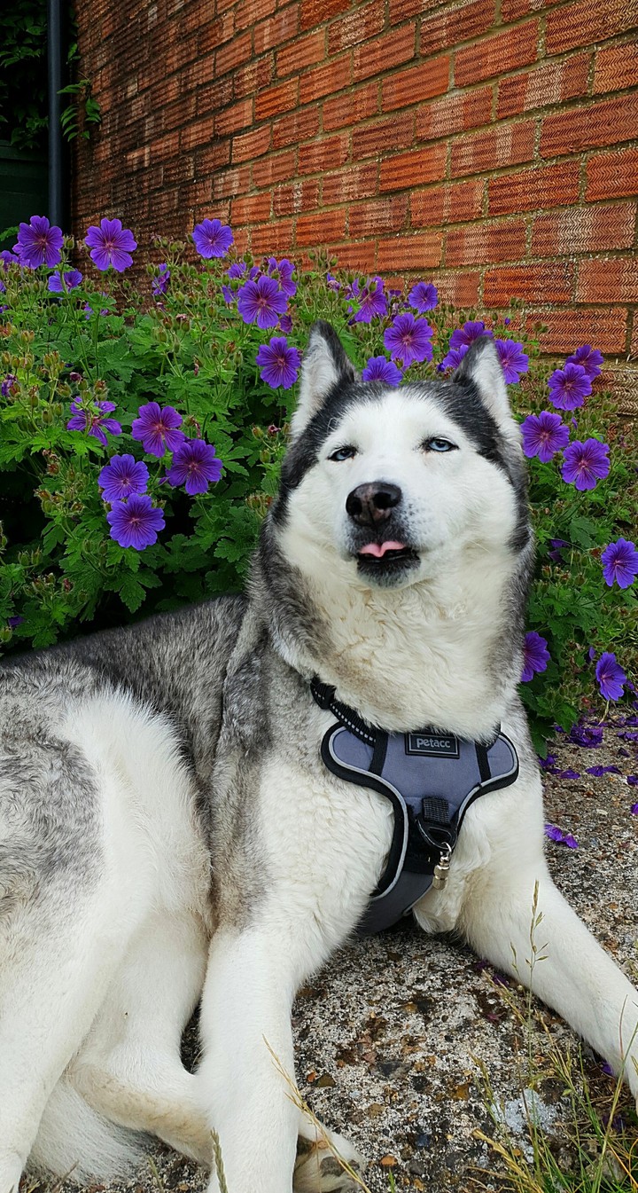 Husky