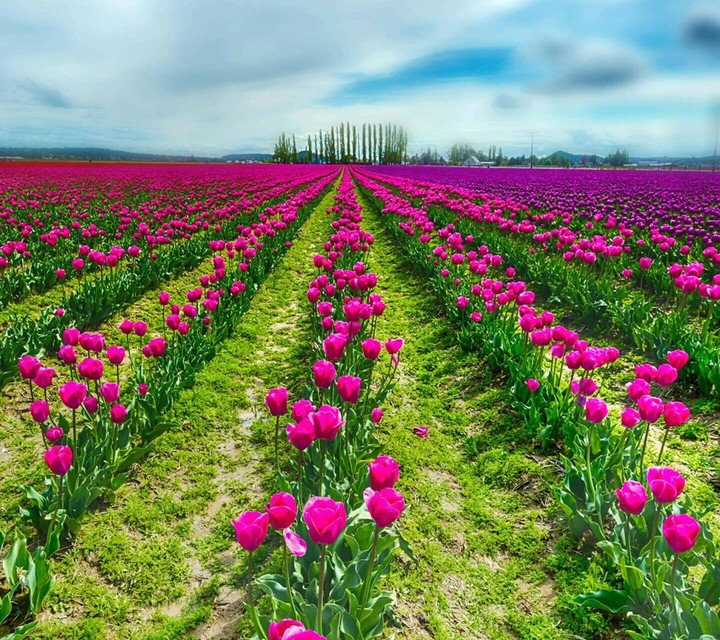 flowers