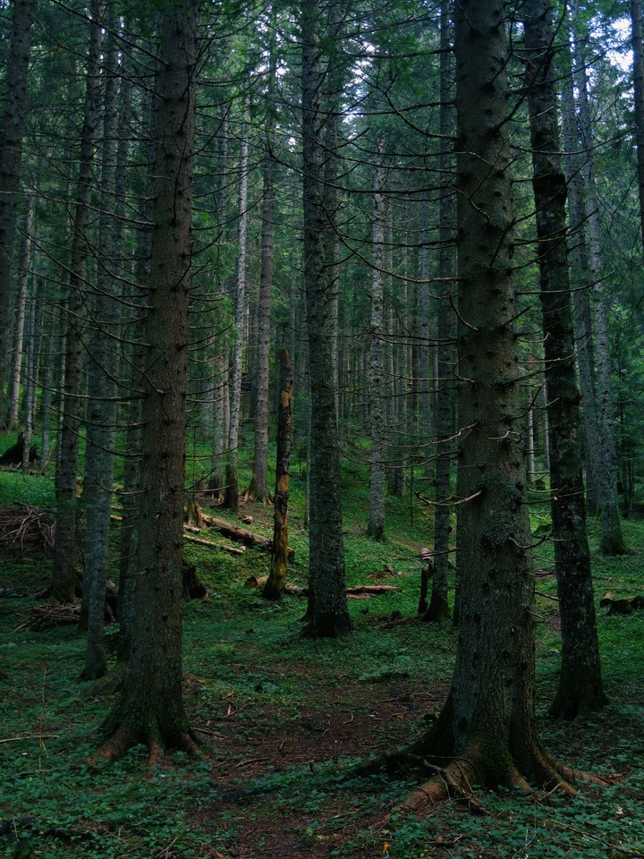 twilight