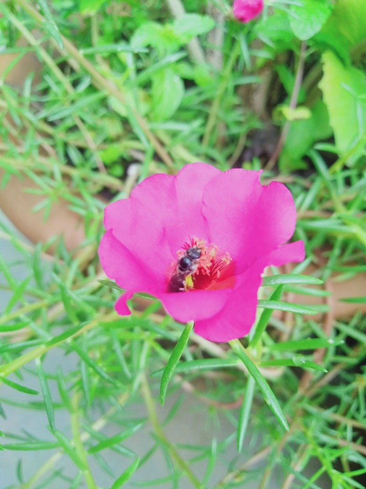 flower