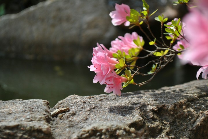 Fiori in riva alla pozza