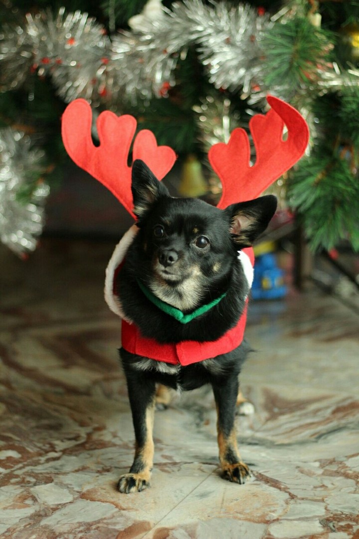 My funny dog Nami ❤