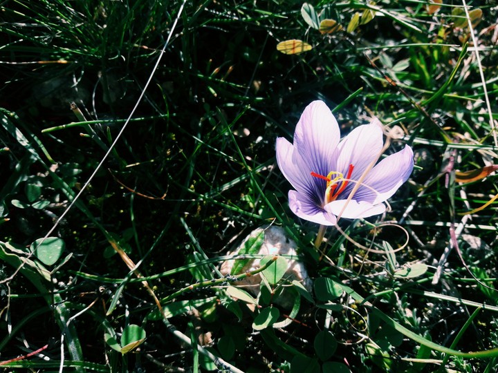 crocus