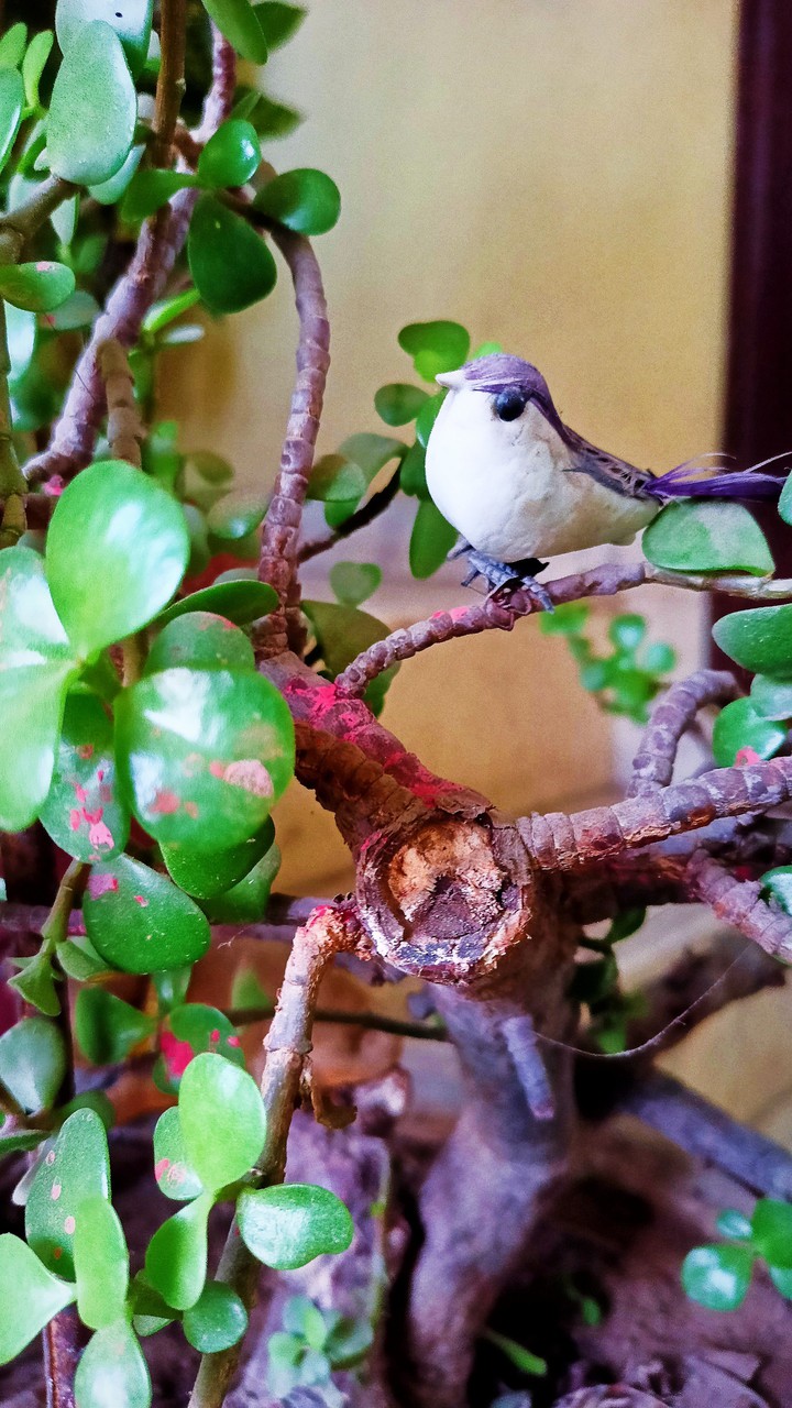 Bird