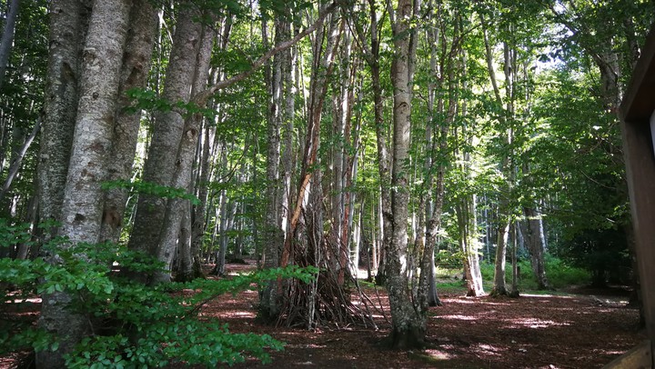 Corsican forest