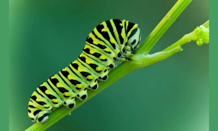 Caterpillars