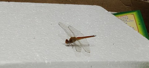 Dragon fly