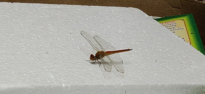Dragon fly