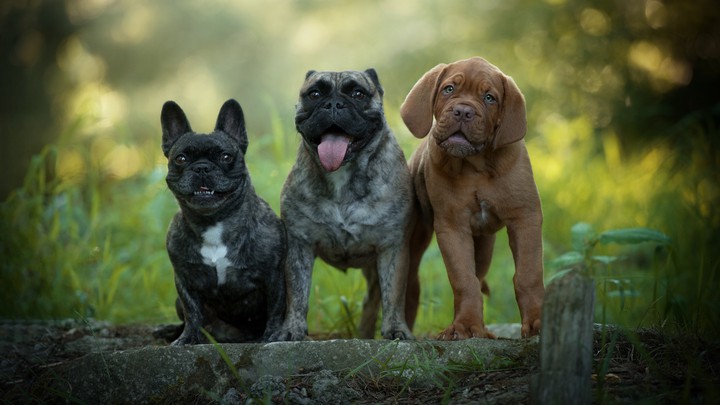 Dogs