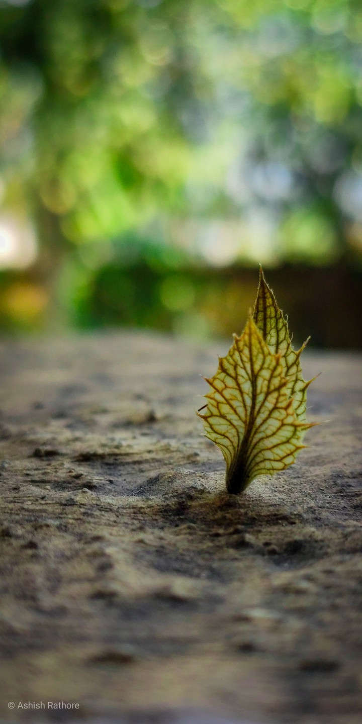 art of leaf