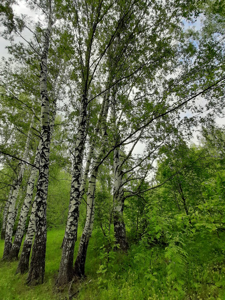 натура