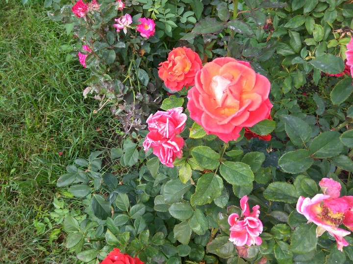 flowers