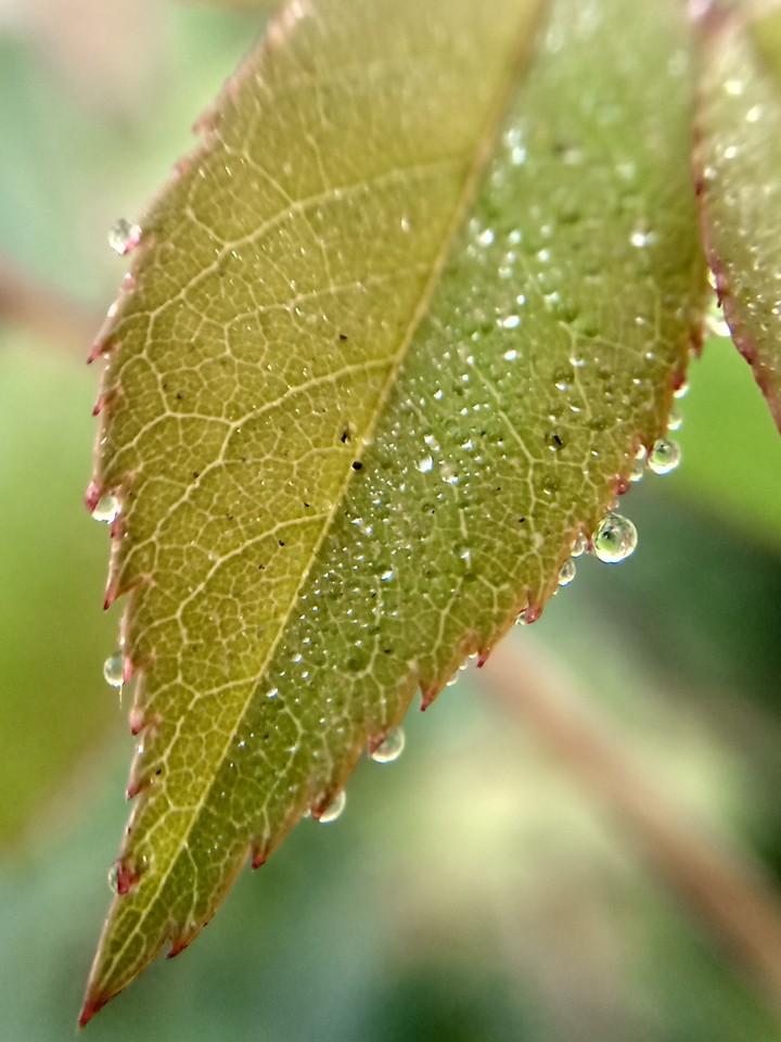 leaf
