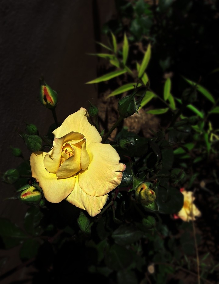 yellow flower