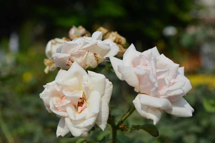 White Flower