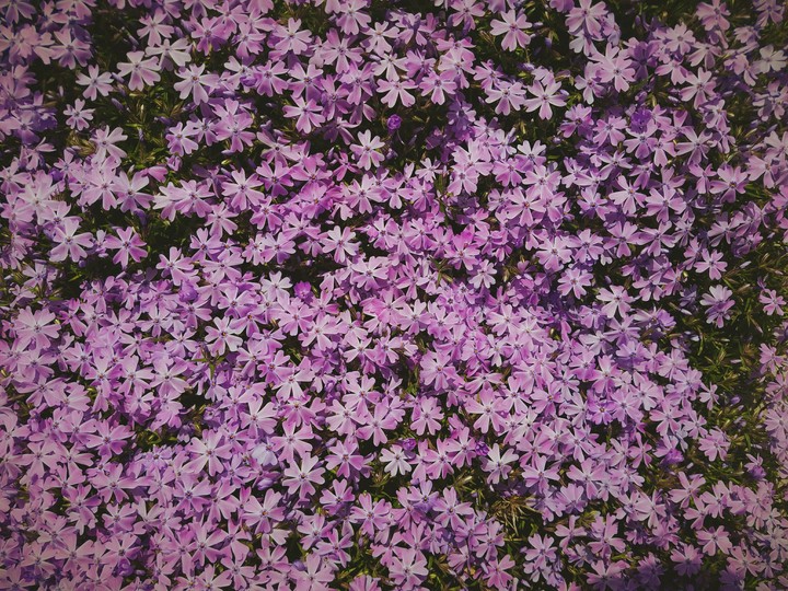 PURPLE POSIES