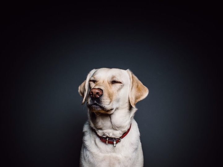 dog  2