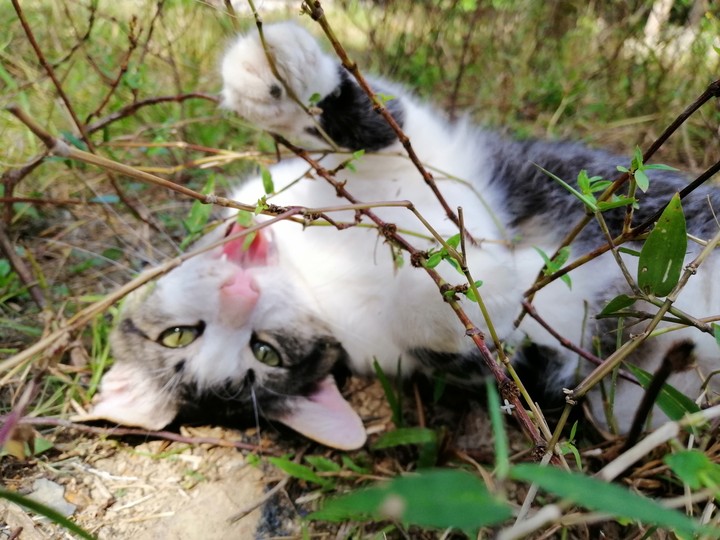 cat