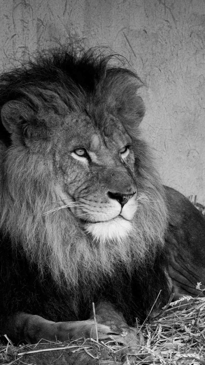 vivacious animal