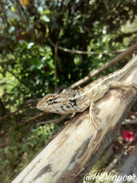 lizard