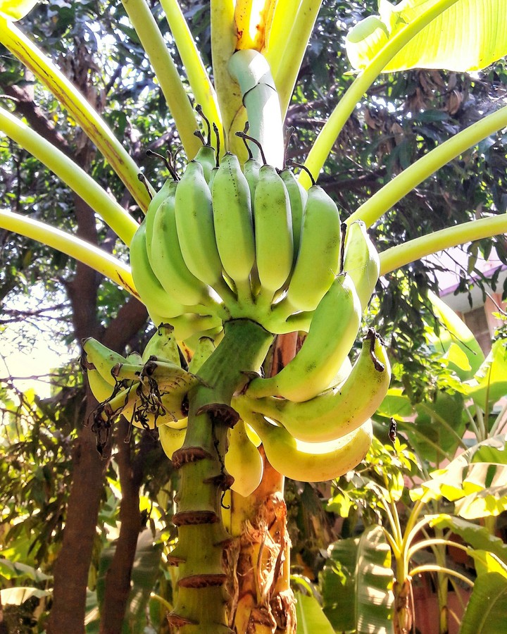 #BananaPhotography