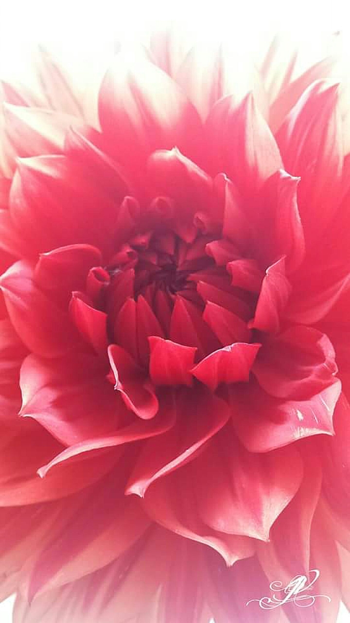 flowers:)